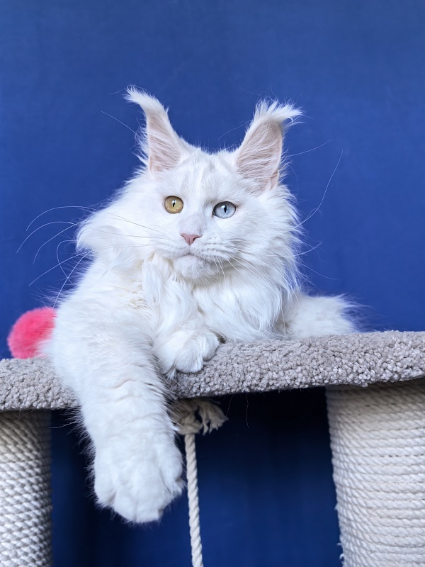 Malta Akbars - Kitten maine-coon 6 months 2 weeks