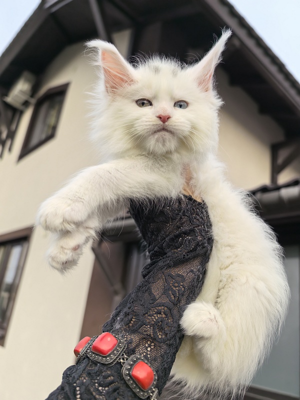 Malta Akbars - Kitten maine-coon 1 month 2.5 weeks