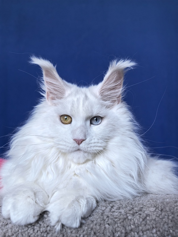 Malta Akbars - Kitten maine-coon 6 months 2 weeks