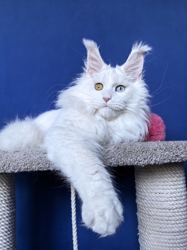 Malta Akbars - Kitten maine-coon 6 months 2 weeks