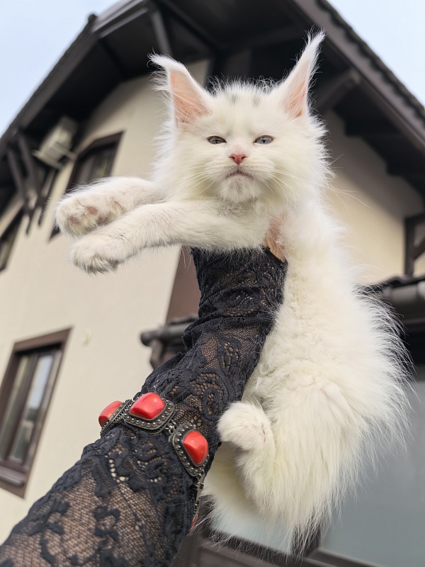 Malta Akbars - Kitten maine-coon 1 month 2.5 weeks