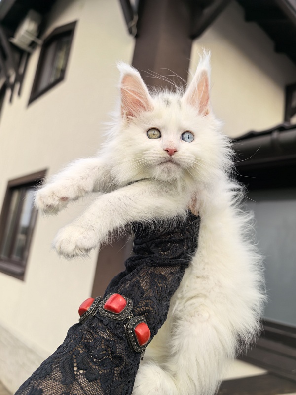 Malta Akbars - Kitten maine-coon 1 month 2.5 weeks