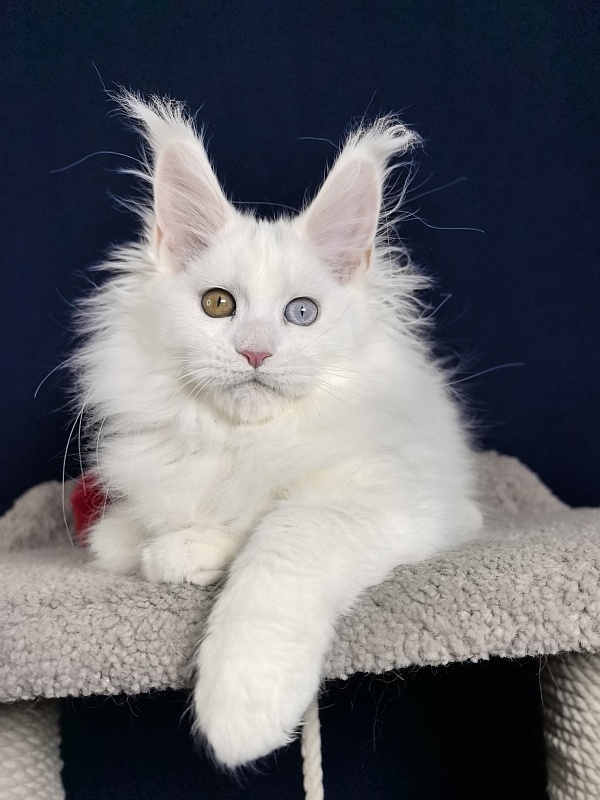 Malta Akbars - Kitten maine-coon 3 months 1 week