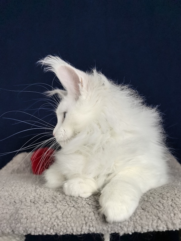 Malta Akbars - Kitten maine-coon 3 months 1 week