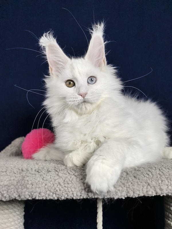 Michelle Akbars - Kitten maine-coon 3 months 1 week