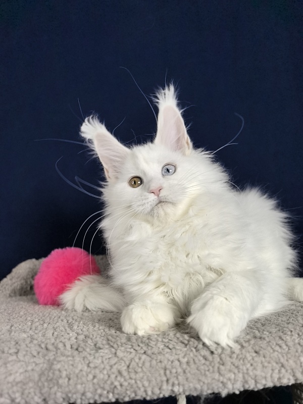 Michelle Akbars - Kitten maine-coon 3 months 1 week