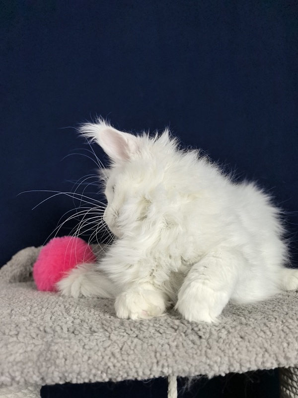 Michelle Akbars - Kitten maine-coon 3 months 1 week