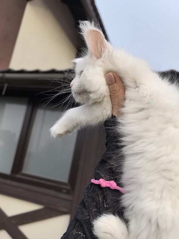 Michelle Akbars - Kitten maine-coon 1 month 2.5 weeks