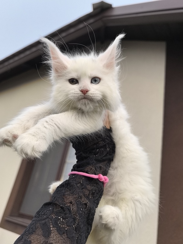 Michelle Akbars - Kitten maine-coon 1 month 2.5 weeks