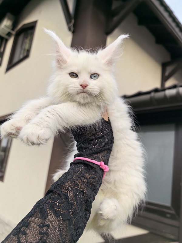 Michelle Akbars - Kitten maine-coon 1 month 2.5 weeks