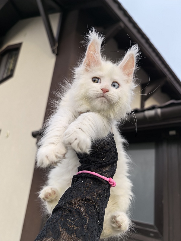 Michelle Akbars - Kitten maine-coon 1 month 2.5 weeks