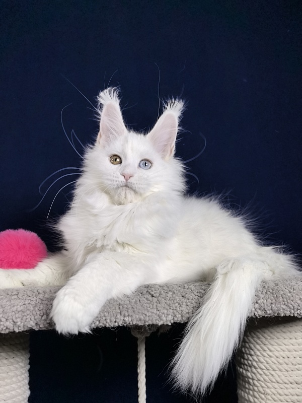 Michelle Akbars - Kitten maine-coon 3 months 1 week