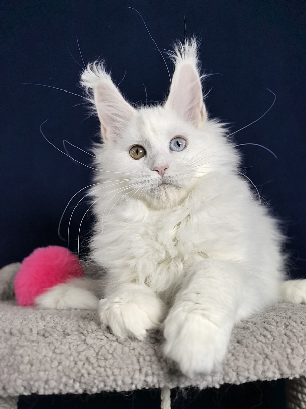 Michelle Akbars - Kitten maine-coon 3 months 1 week