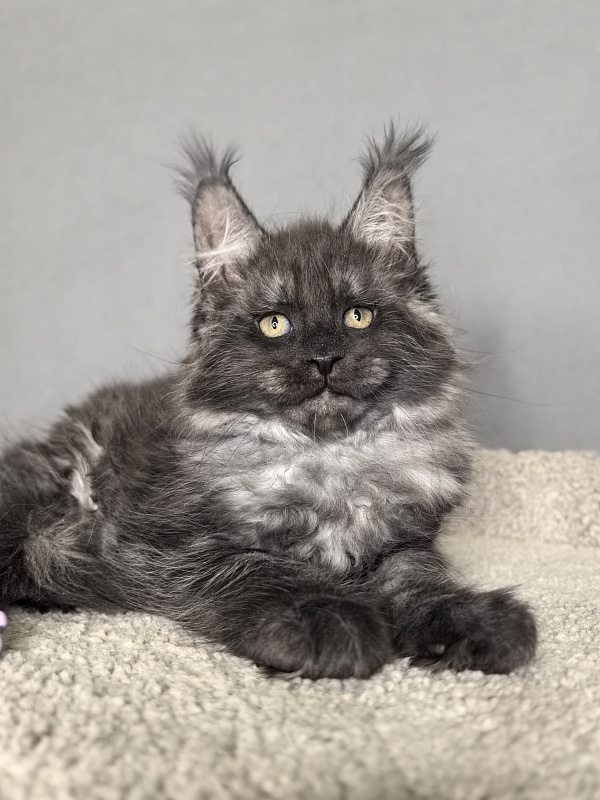 Olav Akbars - Kitten maine-coon 1 month 3 weeks