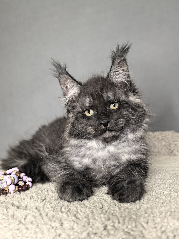 Olav Akbars - Kitten maine-coon 1 month 3 weeks