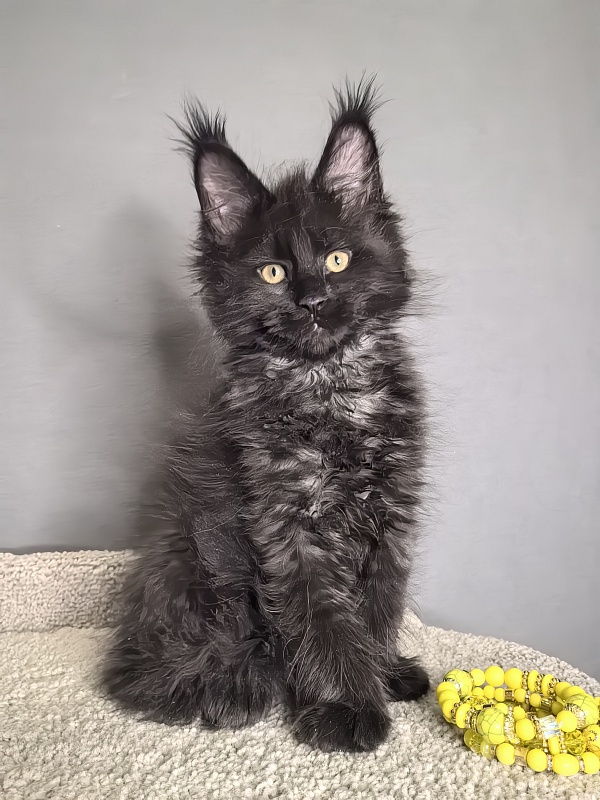 Opal Cat Akbars - Kitten maine-coon 1 month 3 weeks