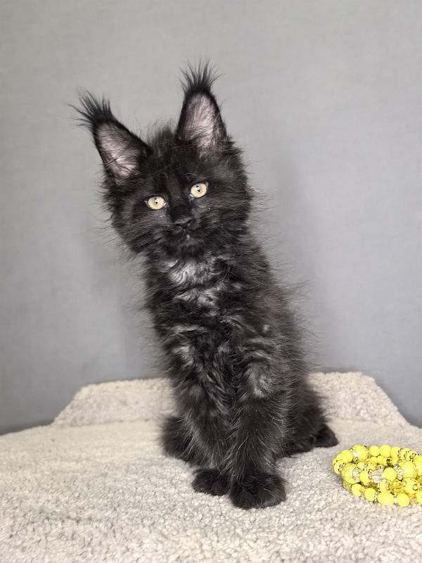 Opal Cat Akbars - Kitten maine-coon 1 month 3 weeks