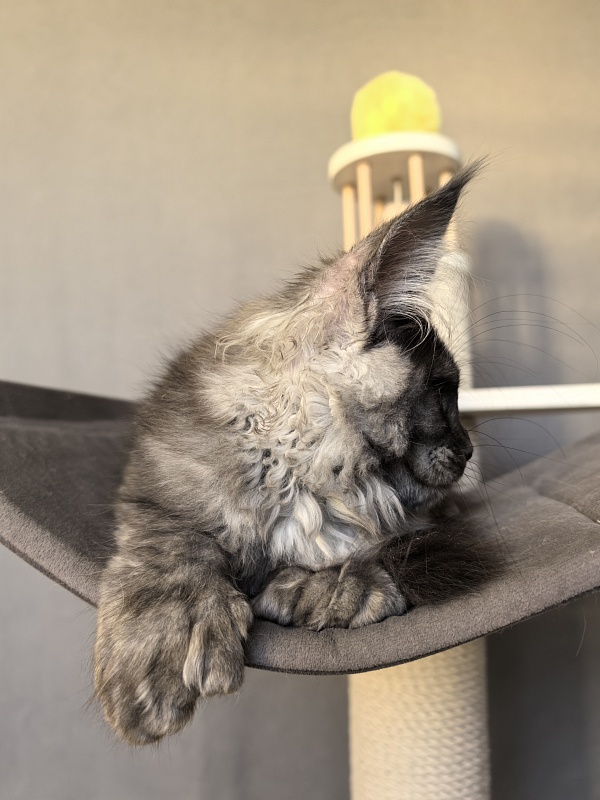 S*Dasha Akbars (Polydactyl) 67/66 - Kitten maine-coon 2 months 1.5 week