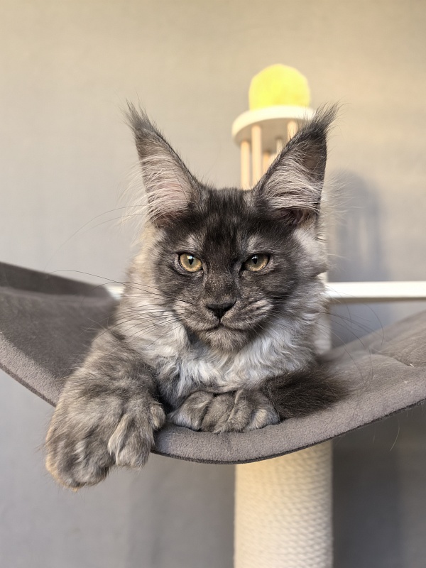 S*Dasha Akbars (Polydactyl) 67/66 - Kitten maine-coon 2 months 1.5 week