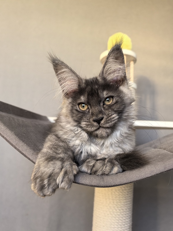 S*Dasha Akbars (Polydactyl) 67/66 - Kitten maine-coon 2 months 1.5 week