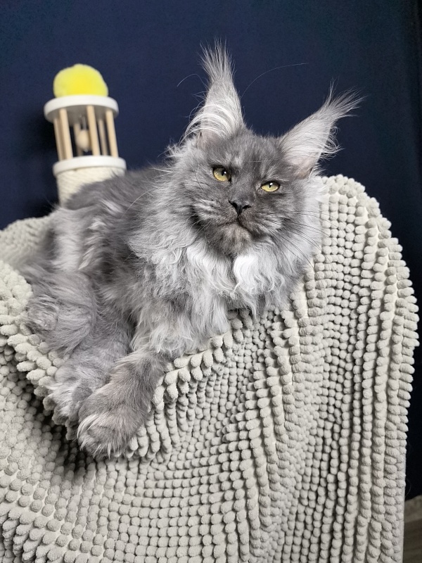 S*Dasha Akbars (Polydactyl) 67/66 - Kitten maine-coon 5 months