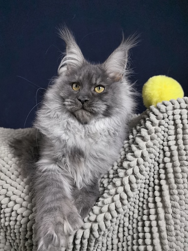 S*Dasha Akbars (Polydactyl) 67/66 - Kitten maine-coon 5 months