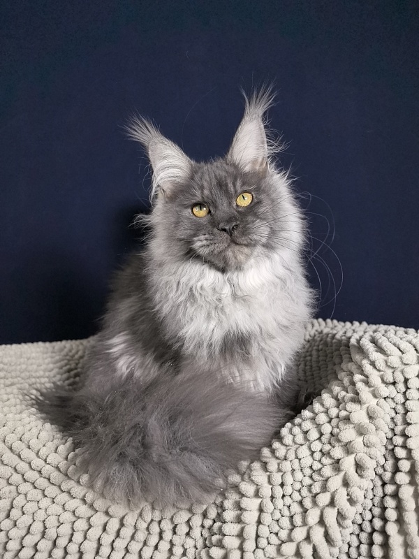 S*Dasha Akbars (Polydactyl) 67/66 - Kitten maine-coon 5 months