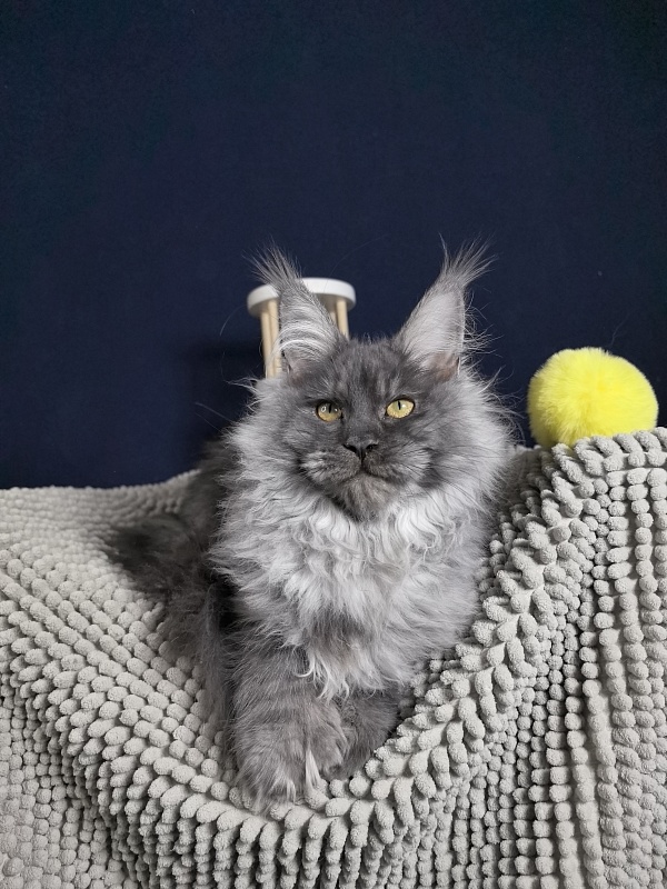 S*Dasha Akbars (Polydactyl) 67/66 - Kitten maine-coon 5 months