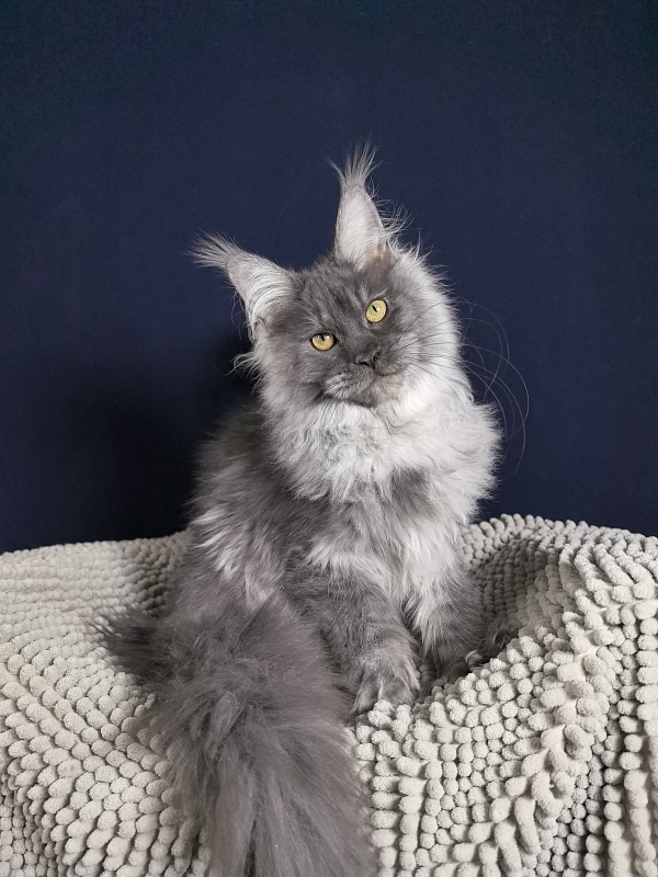 S*Dasha Akbars (Polydactyl) 67/66 - Kitten maine-coon 5 months