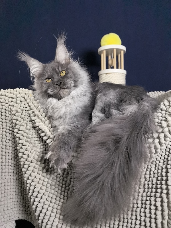 S*Dasha Akbars (Polydactyl) 67/66 - Kitten maine-coon 5 months