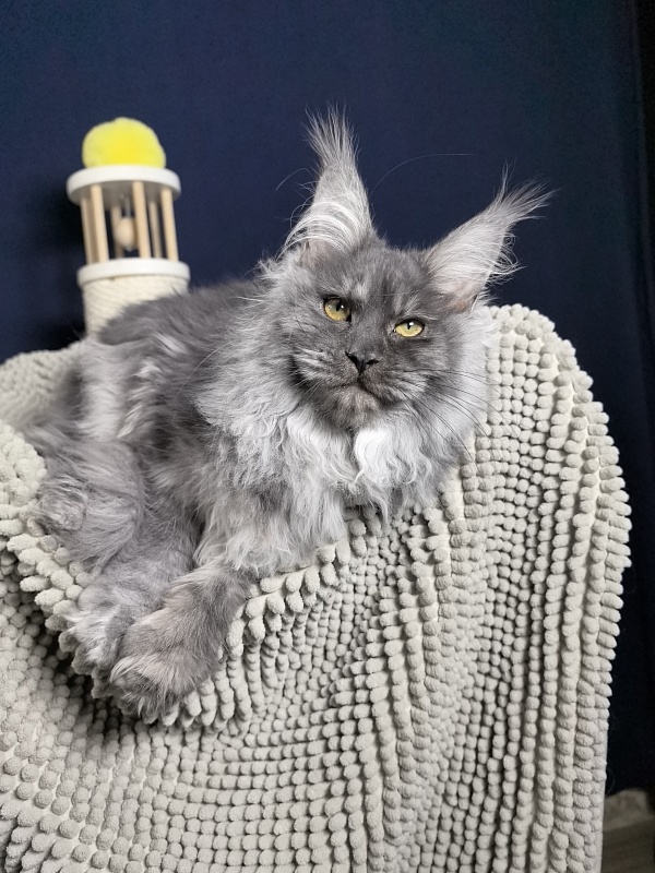 S*Dasha Akbars (Polydactyl) 67/66 - Kitten maine-coon 5 months