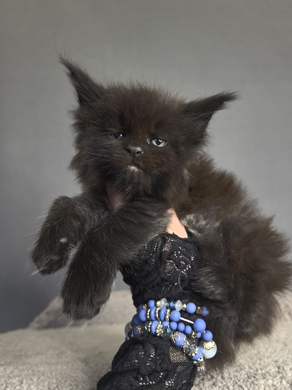 Quartz  Akbars - Kitten maine-coon 3 weeks