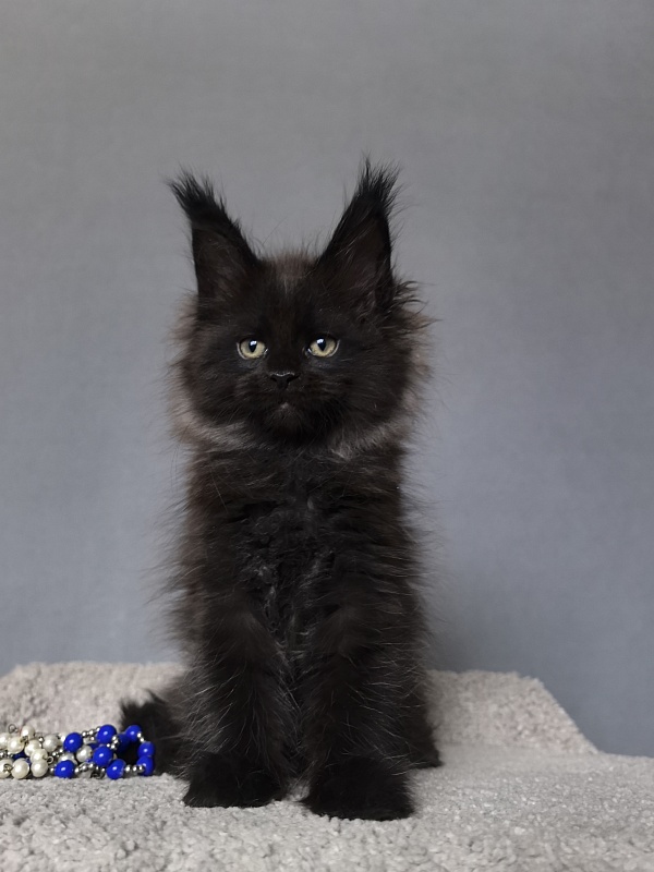 Quartz  Akbars (PET) - Kitten maine-coon 2 months 1 week