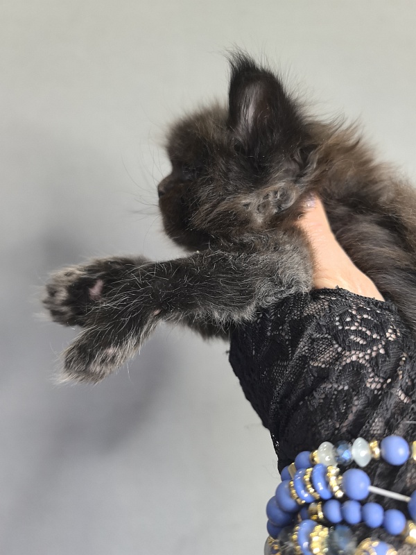 Quartz  Akbars - Kitten maine-coon 3 weeks