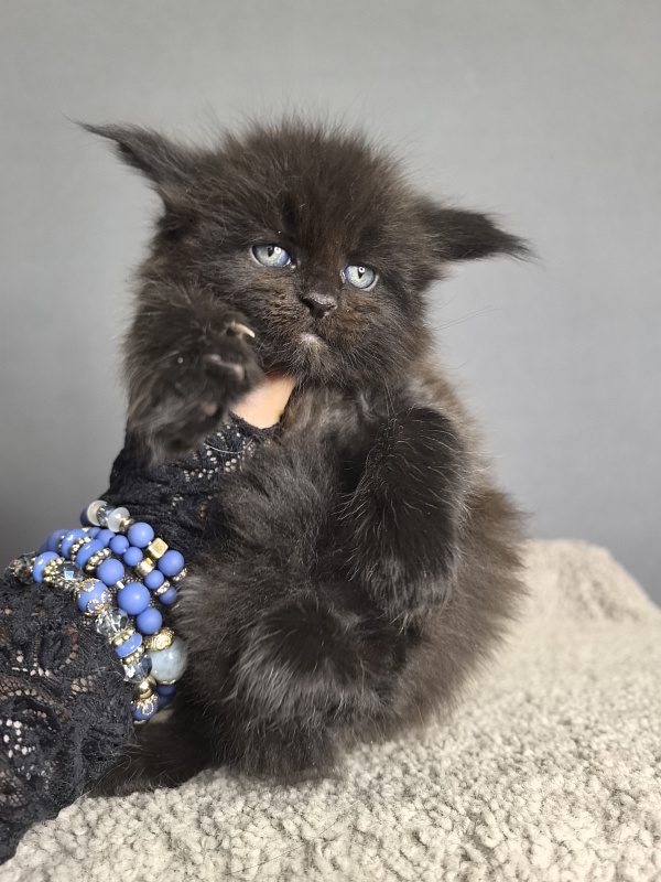 Quartz  Akbars - Kitten maine-coon 3 weeks