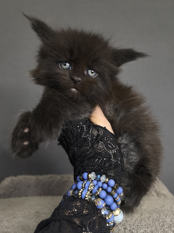 Quartz  Akbars - Kitten maine-coon 3 weeks