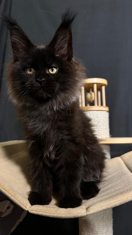 Quartz  Akbars (PET) - Kitten maine-coon 2 months 4 weeks