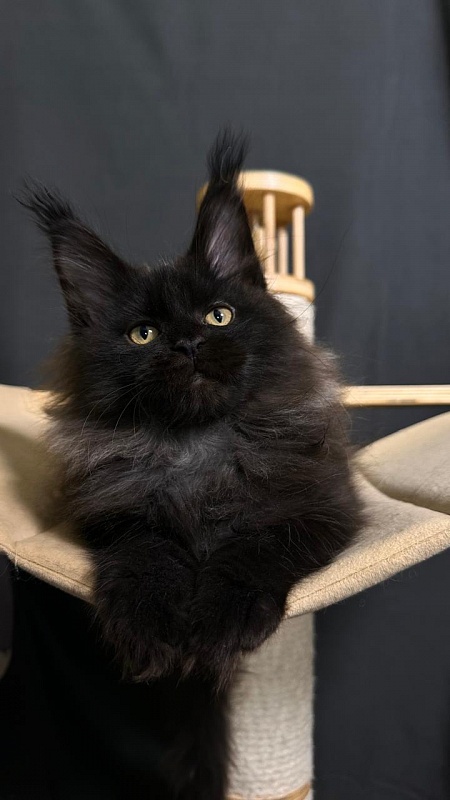 Quartz  Akbars (PET) - Kitten maine-coon 2 months 4 weeks
