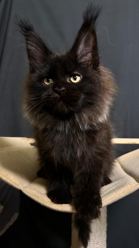 Quartz  Akbars (PET) - Kitten maine-coon 2 months 4 weeks