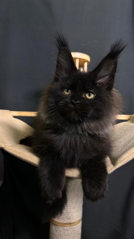 Quartz  Akbars (PET) - Kitten maine-coon 2 months 4 weeks