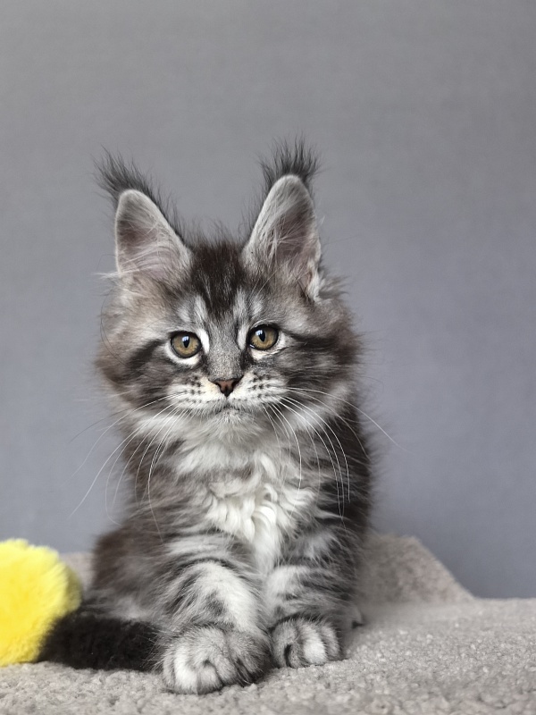 Queen Tesla Akbars - Kitten maine-coon 2 months 1 week