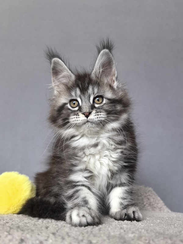 Queen Tesla Akbars - Kitten maine-coon 2 months 1 week