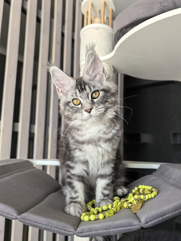 Queen Tesla Akbars - Kitten maine-coon 3 months 2 weeks