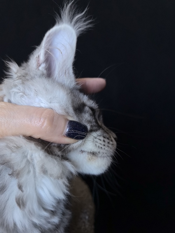 Queen Tesla Akbars - Kitten maine-coon 3 months 2 weeks