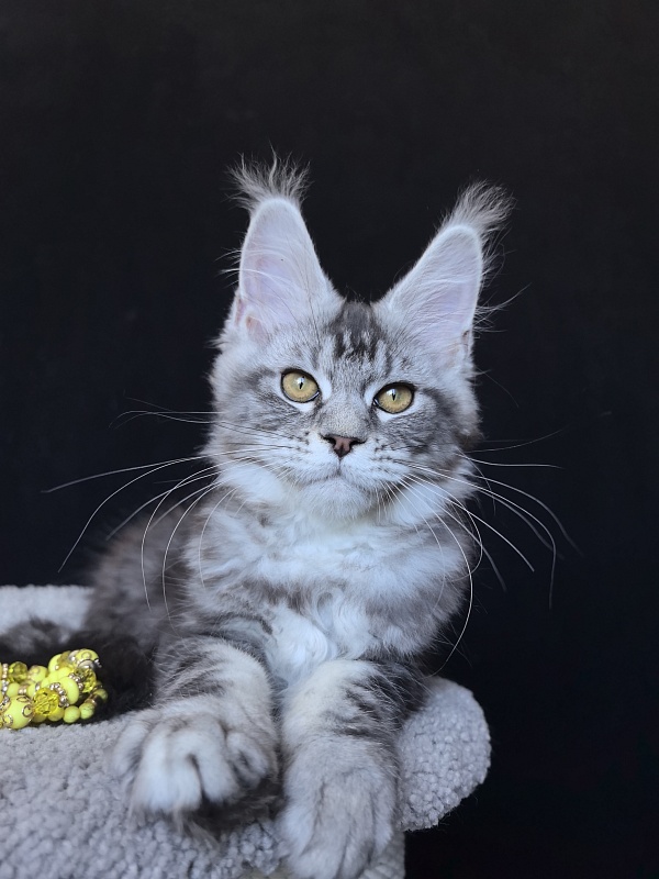 Queen Tesla Akbars - Kitten maine-coon 3 months 2 weeks