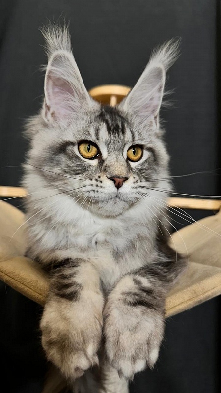 Queen Tesla Akbars - Kitten maine-coon 4 months 3.5 weeks