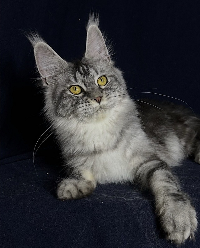 Queen Tesla Akbars - Junior maine-coon 9 months 1 week