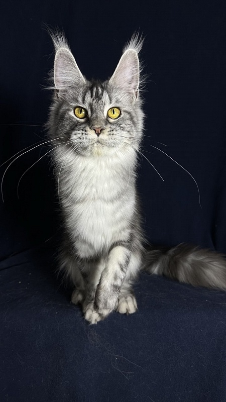 Queen Tesla Akbars - Junior maine-coon 9 months 1 week