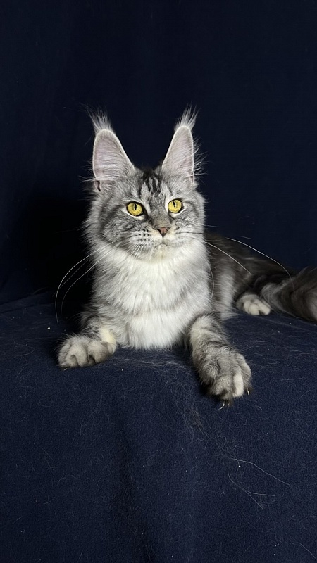 Queen Tesla Akbars - Junior maine-coon 9 months 1 week