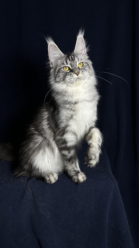 Queen Tesla Akbars - Junior maine-coon 9 months 1 week